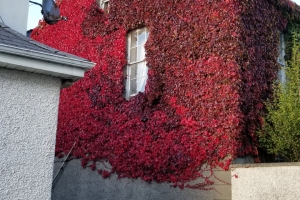 Parthenocissus 'engelmannii' New 2024